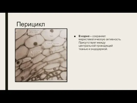 Перицикл В корне – сохраняет меристематическую активность. Присутствует между центральной проводящей тканью и эндодермой.