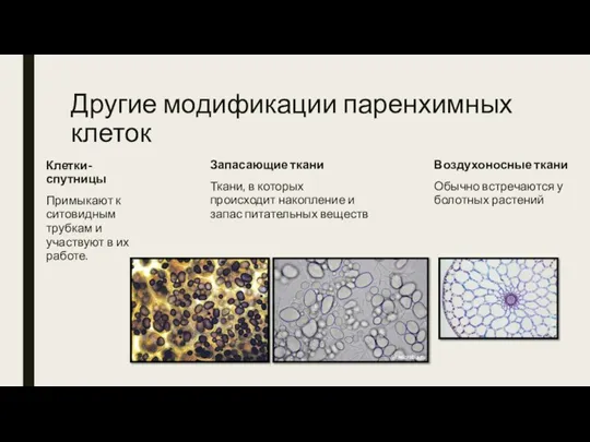 Другие модификации паренхимных клеток Клетки-спутницы Примыкают к ситовидным трубкам и участвуют в