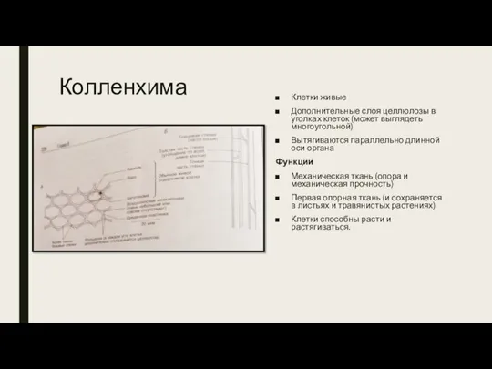 Колленхима Клетки живые Дополнительные слоя целлюлозы в уголках клеток (может выглядеть многоугольной)