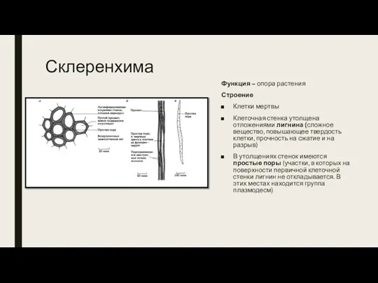 Склеренхима Функция – опора растения Строение Клетки мертвы Клеточная стенка утолщена отложениями