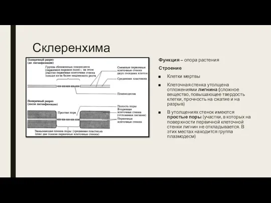 Склеренхима Функция – опора растения Строение Клетки мертвы Клеточная стенка утолщена отложениями