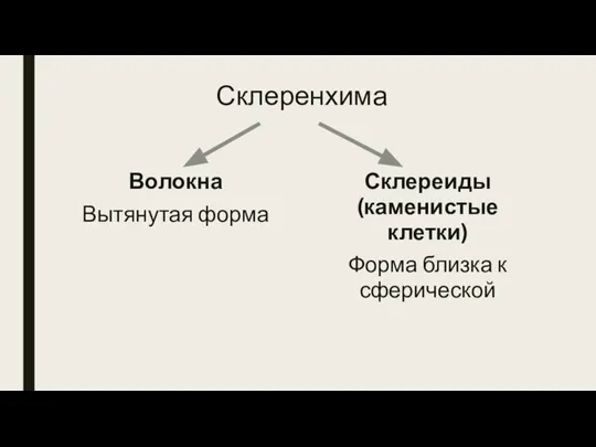 Склеренхима Волокна Вытянутая форма Склереиды (каменистые клетки) Форма близка к сферической