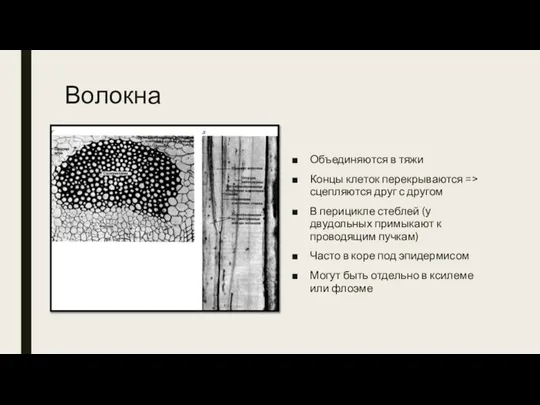 Волокна Объединяются в тяжи Концы клеток перекрываются => сцепляются друг с другом