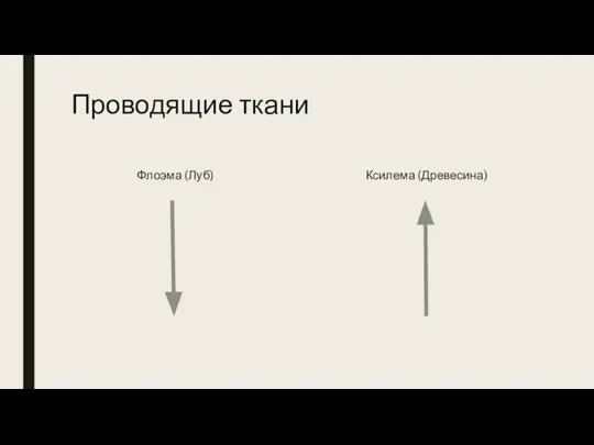 Проводящие ткани Флоэма (Луб) Ксилема (Древесина)