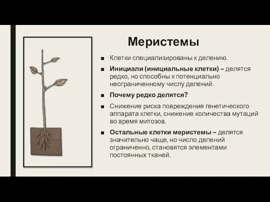 Меристемы Клетки специализированы к делению. Инициали (инициальные клетки) – делятся редко, но