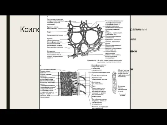 Ксилема Движение воды с растворенными минеральными веществами, Опора органам растений Состоит из