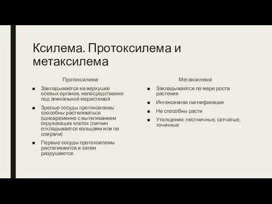 Ксилема. Протоксилема и метаксилема Метаксилема Закладываются по мере роста растения Интенсивная лигнификация