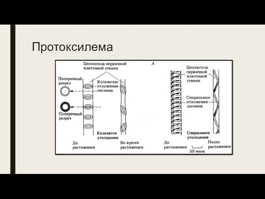 Протоксилема