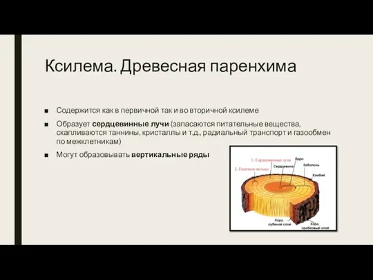 Ксилема. Древесная паренхима Содержится как в первичной так и во вторичной ксилеме