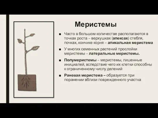 Меристемы Часто в большом количестве располагаются в точках роста – верхушках (апексах)