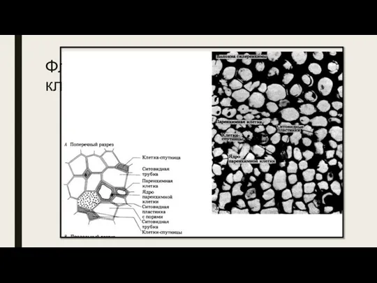 Флоэма. Ситовидные трубки и клетки-спутницы Ситовидные трубки – Длинные трубчатые структуры, по