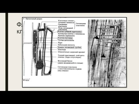 Флоэма. Ситовидные трубки и клетки-спутницы Ситовидные трубки – Длинные трубчатые структуры, по