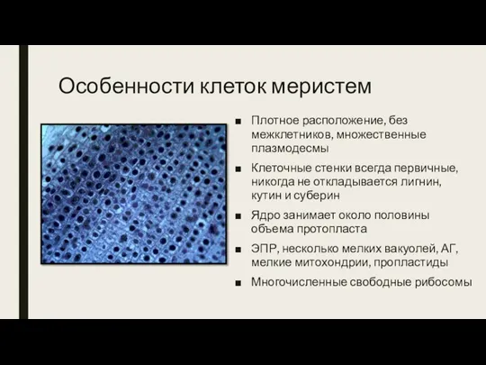 Особенности клеток меристем Плотное расположение, без межклетников, множественные плазмодесмы Клеточные стенки всегда