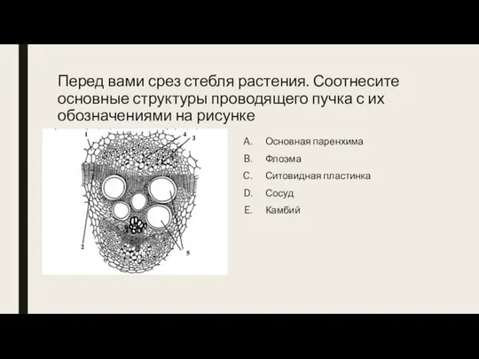 Перед вами срез стебля растения. Соотнесите основные структуры проводящего пучка с их