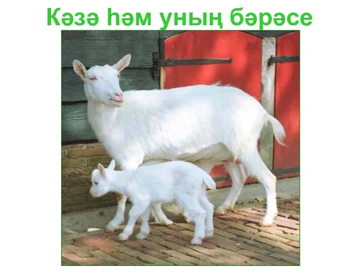 Кәзә һәм уның бәрәсе