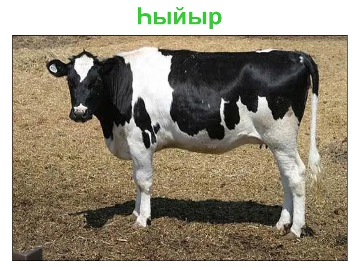 Һыйыр