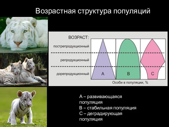 Возрастная структура популяций А – развивающаяся популяция В – стабильная популяция С – деградирующая популяция