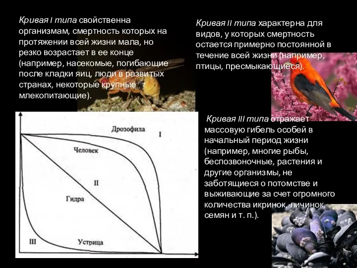 Кривая III типа отражает массовую гибель особей в начальный период жизни (например,