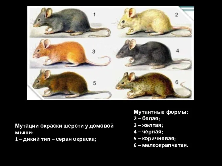 Мутантные формы: 2 – белая; 3 – желтая; 4 – черная; 5