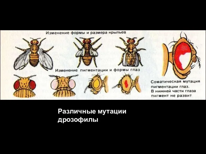 Различные мутации дрозофилы