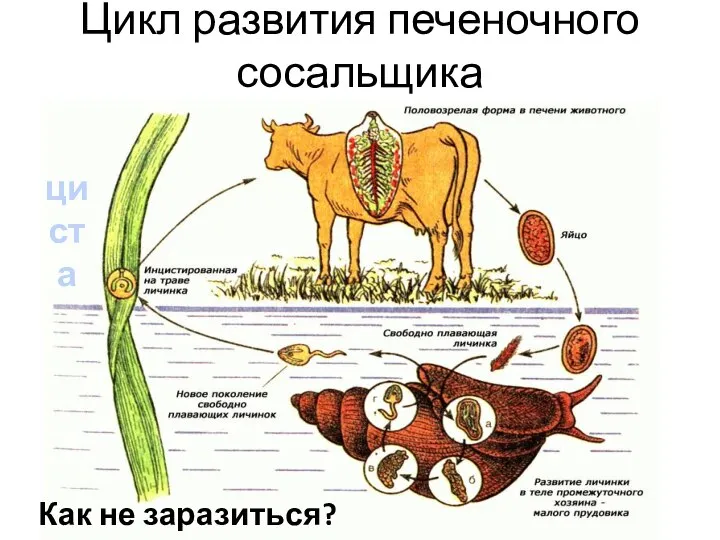 Цикл развития печеночного сосальщика циста Как не заразиться?