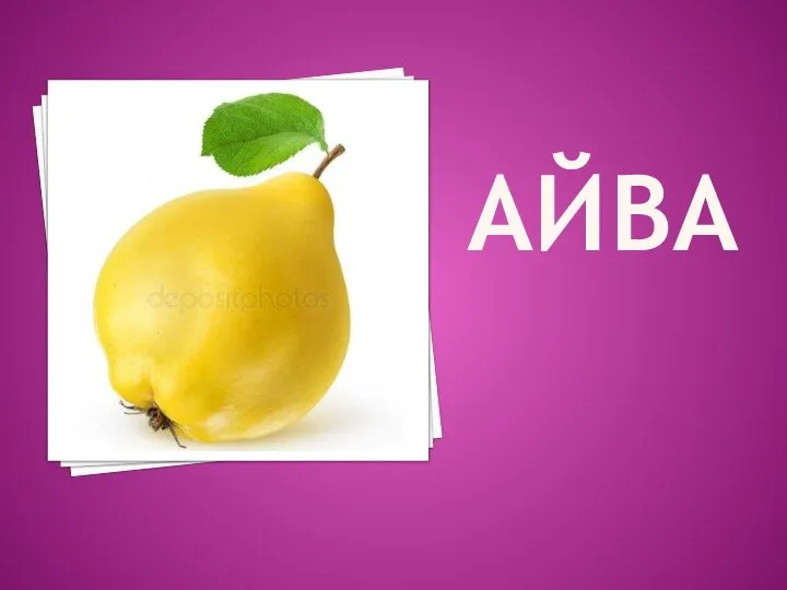 АЙВА