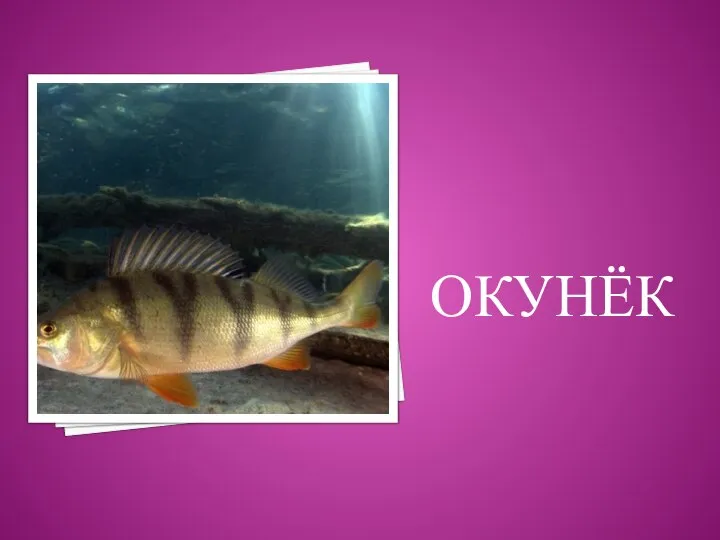 ОКУНЁК