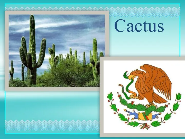 . Cactus