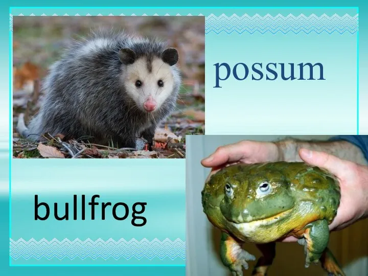 possum bullfrog