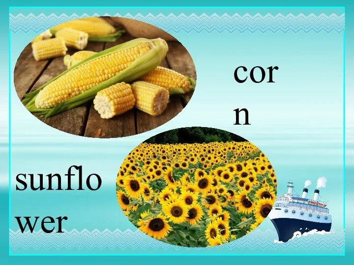 corn sunflower