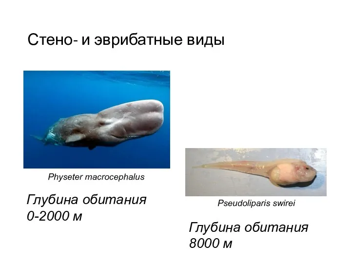 Стено- и эврибатные виды Pseudoliparis swirei Physeter macrocephalus Глубина обитания 8000 м Глубина обитания 0-2000 м