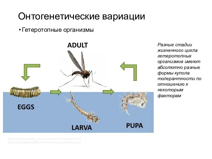 Онтогенетические вариации Гетеротопные организмы https://bolt-production.s3.amazonaws.com/uploads/41474ba7dc9c498ac8c369530163c76e/mosquitolifecycle.jpg Разные стадии жизненного цикла гетеротопных организмов имеют