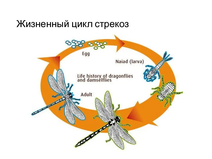 Жизненный цикл стрекоз