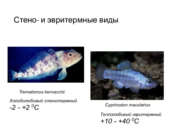Стено- и эвритермные виды Trematomus bernacchii Cyprinodon macularius Холодолюбивый стенотермный -2 -