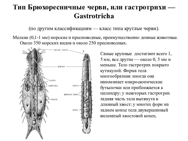 Тип Брюхоресничные черви, или гастротрихи — Gastrotricha (по другим классификациям — класс