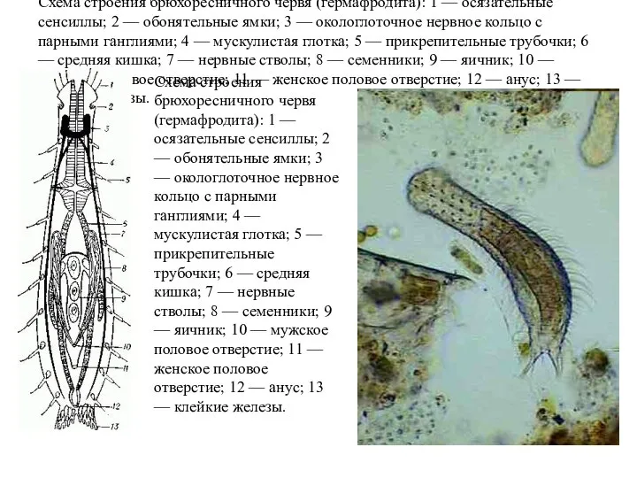 Схема строения брюхоресничного червя (гермафродита): 1 — осязательные сенсиллы; 2 — обонятельные