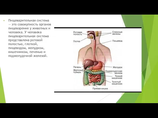 Пищеварительная система — это совокупность органов пищеварения у животных и человека. У