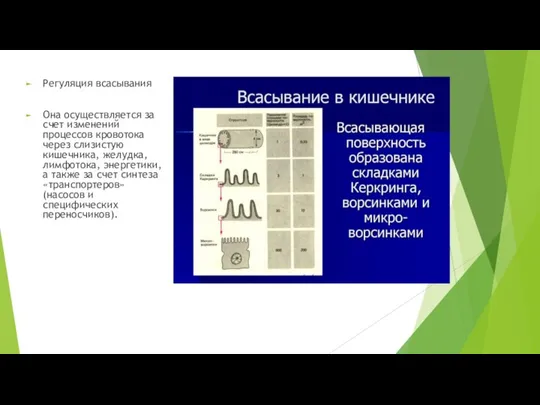 Регуляция всасывания Она осуществляется за счет изменений процессов кровотока через слизистую кишечника,