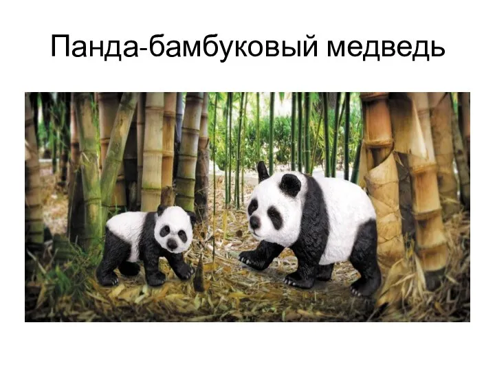 Панда-бамбуковый медведь
