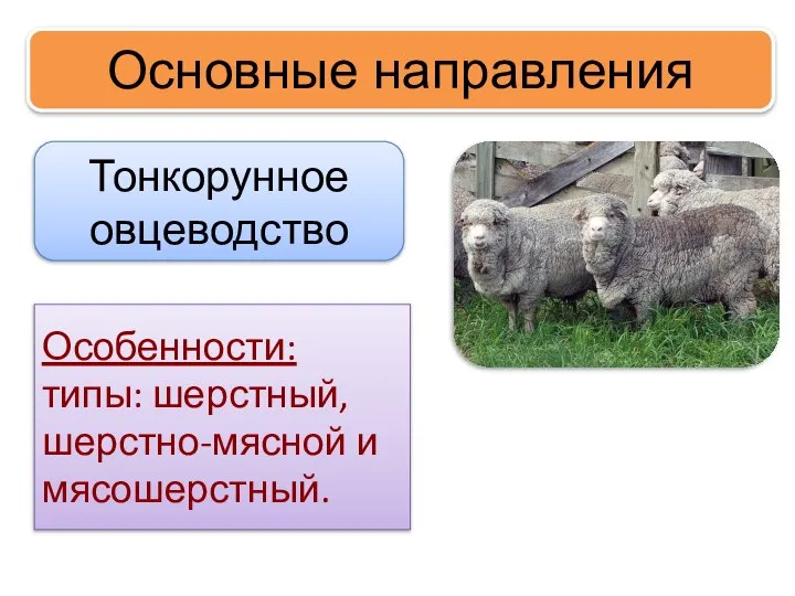 Основные направления Тонкорунное овцеводство Особенности: типы: шерстный, шерстно-мясной и мясошерстный.