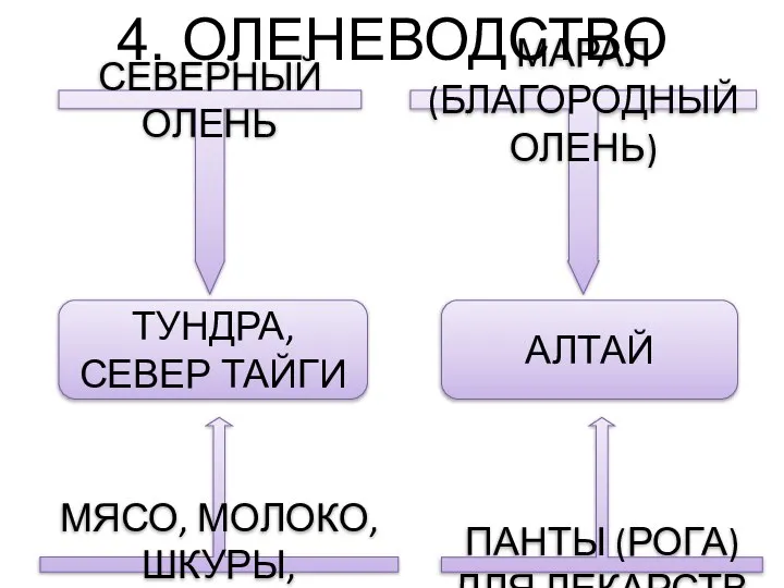 4. ОЛЕНЕВОДСТВО СЕВЕРНЫЙ ОЛЕНЬ МАРАЛ (БЛАГОРОДНЫЙ ОЛЕНЬ) ТУНДРА, СЕВЕР ТАЙГИ АЛТАЙ МЯСО,