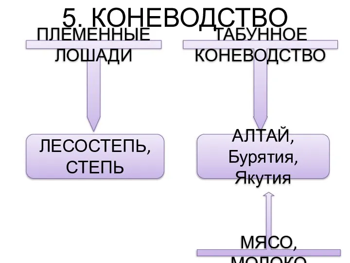 5. КОНЕВОДСТВО ПЛЕМЕННЫЕ ЛОШАДИ ТАБУННОЕ КОНЕВОДСТВО ЛЕСОСТЕПЬ, СТЕПЬ АЛТАЙ, Бурятия, Якутия МЯСО, МОЛОКО