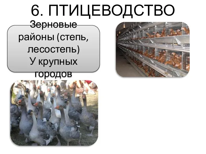 6. ПТИЦЕВОДСТВО Зерновые районы (степь, лесостепь) У крупных городов