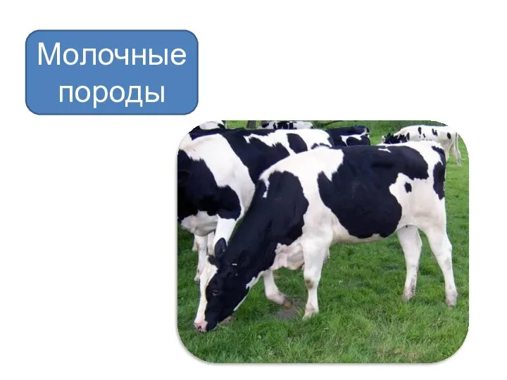 Молочные породы