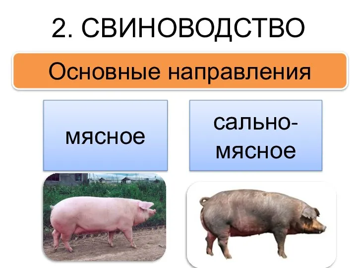 2. СВИНОВОДСТВО Основные направления мясное сально-мясное