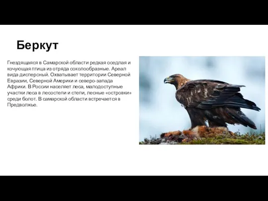 Беркут Гнездящаяся в Самарской области редкая оседлая и кочующая птица из отряда