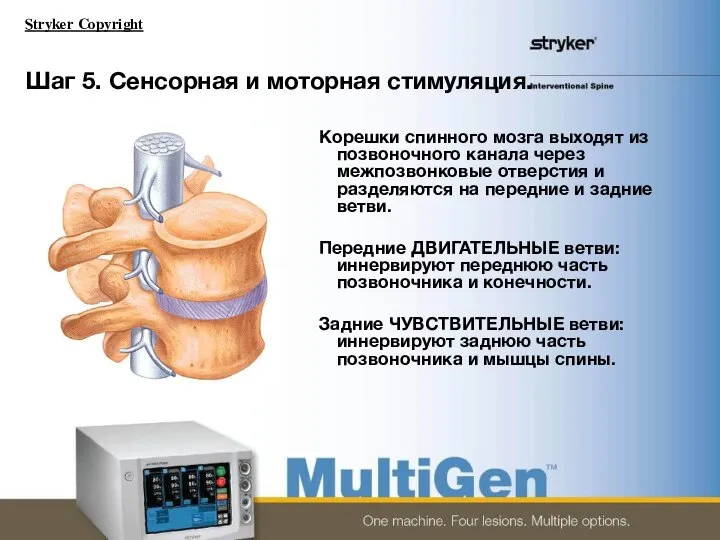 Шаг 5. Сенсорная и моторная стимуляция. Корешки спинного мозга выходят из позвоночного