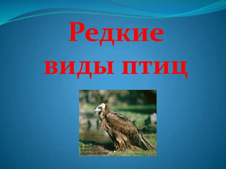 Редкие виды птиц