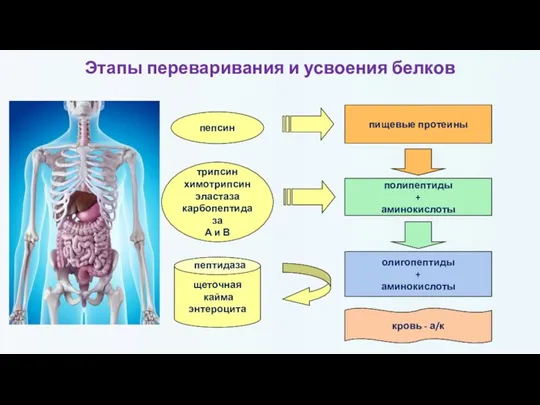 Этапы переваривания и усвоения белков пищевые протеины пепсин полипептиды + аминокислоты трипсин