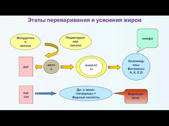 Этапы переваривания и усвоения жиров Желудочная липаза Поджелудочная липаза дцт кцк сцт